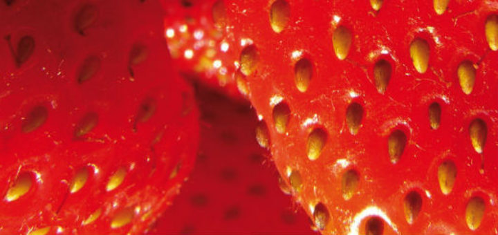 Fresas