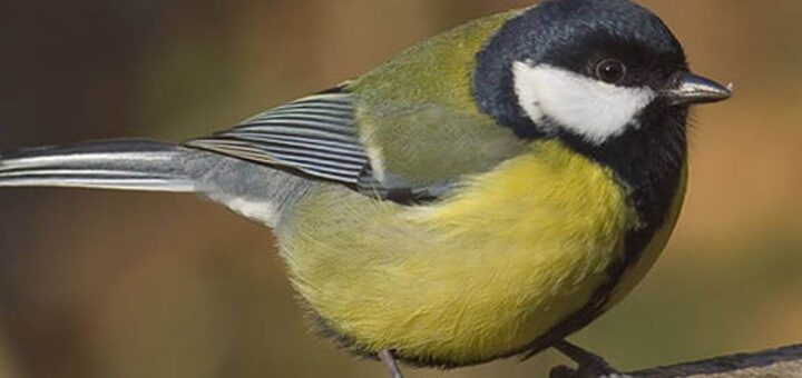 Parus major